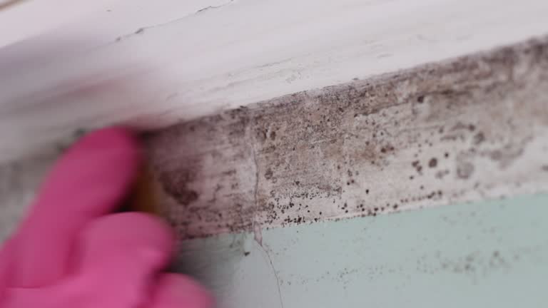 Forensic Mold Investigation in Edgewood, IN